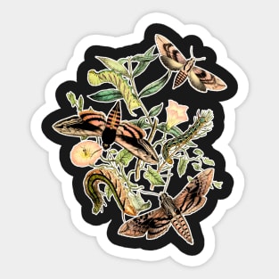 Butterflies and Moths by EncycloArt | Insects Bugs Tee Sticker